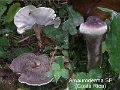 Amauroderma sp-amf2182